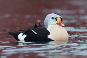 King_Eider_(Somateria_spectabilis)_(13667616745)